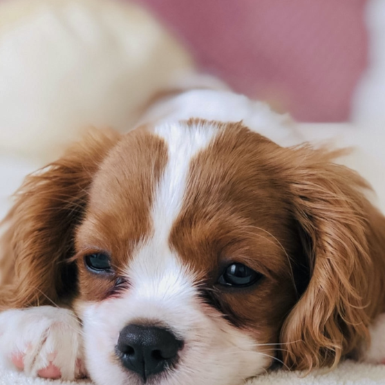 Cavalier King Charles Spaniel Puppies For Sale - Florida Fur Babies